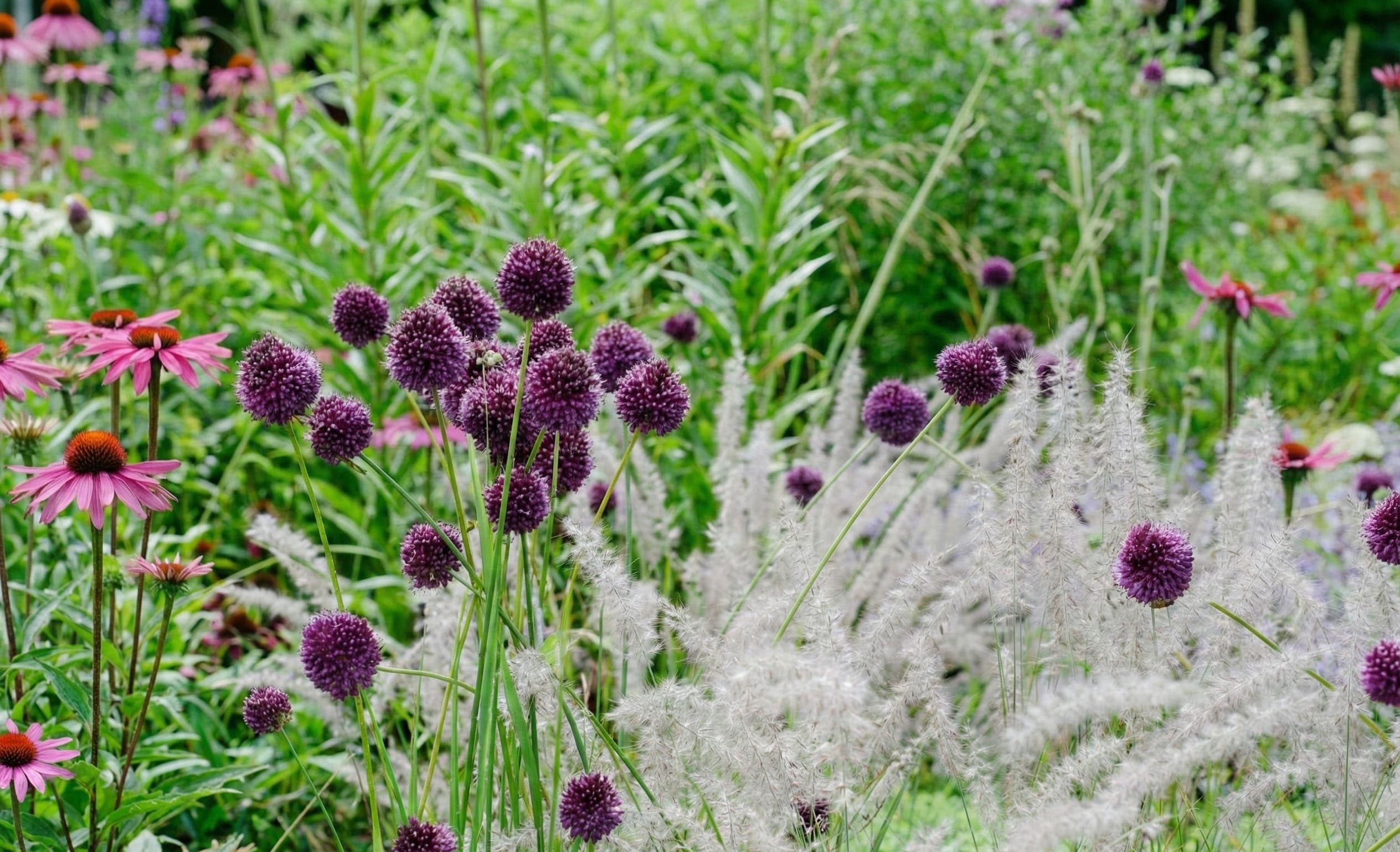 Herbaceous Plants & Shrubs